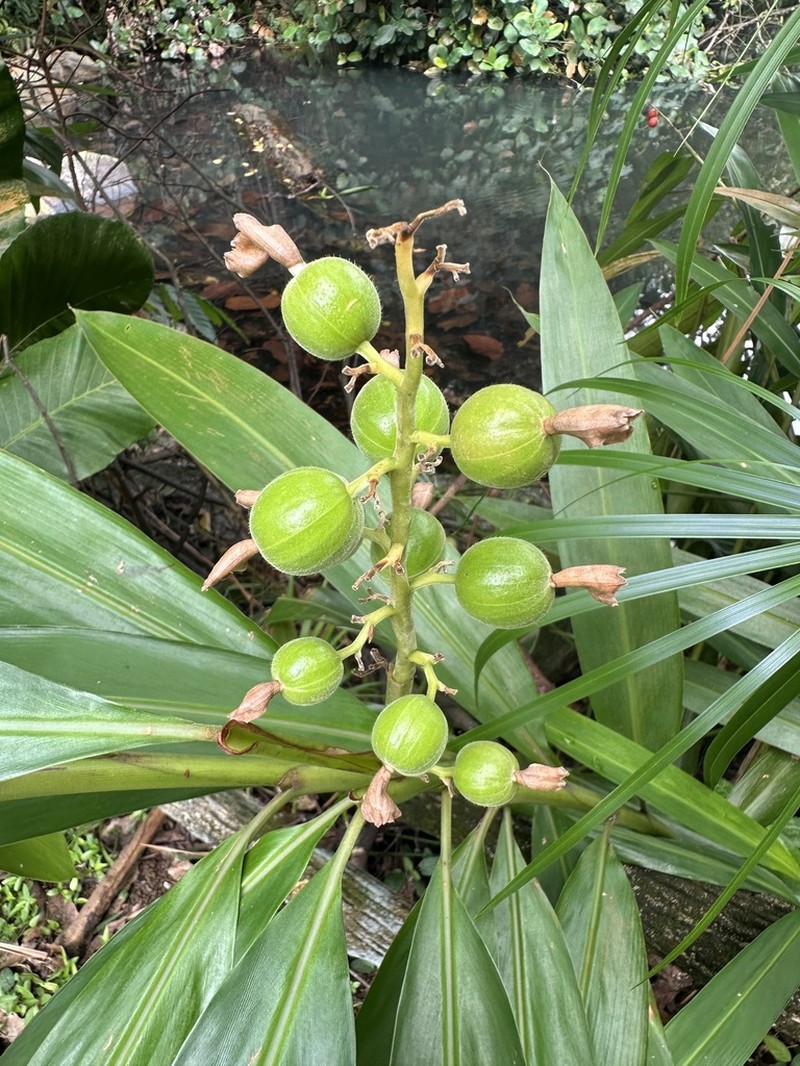 Small Shell Ginger