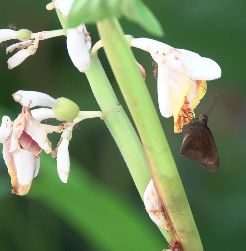 Small Shell Ginger photo 3