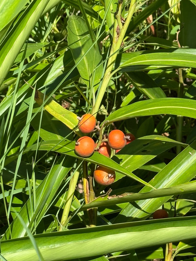 Small Shell Ginger photo 4
