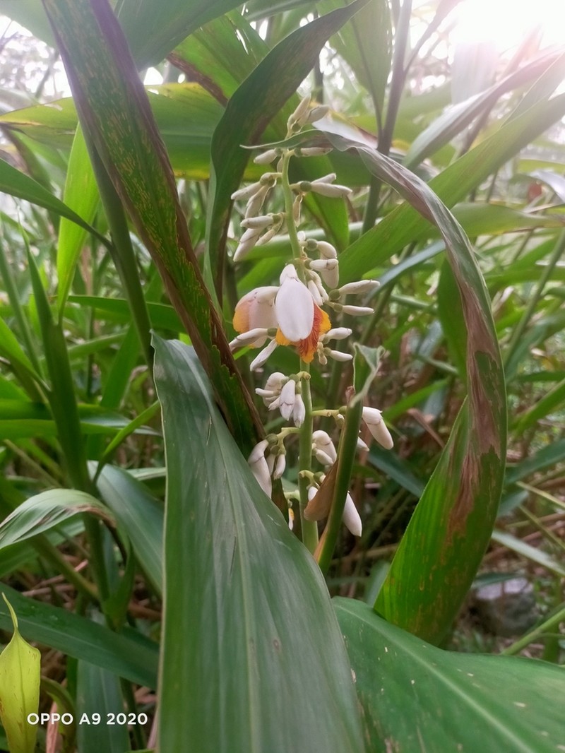Small Shell Ginger photo 5