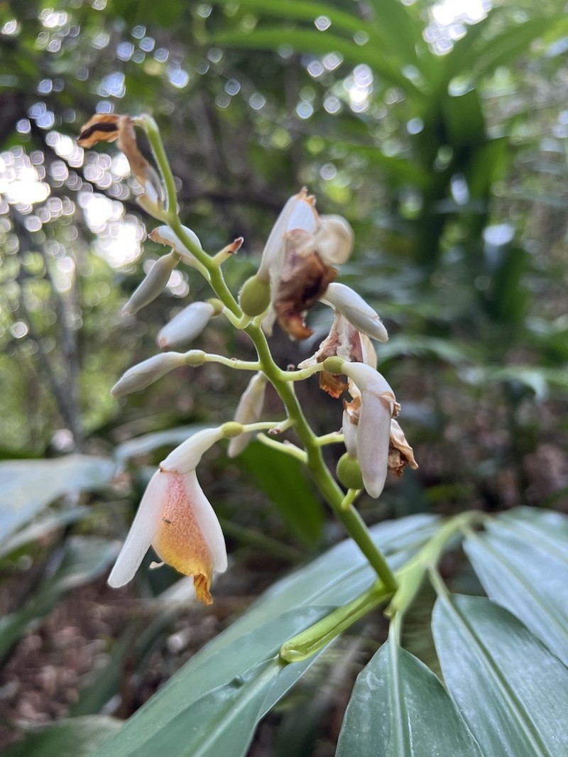Small Shell Ginger photo 6