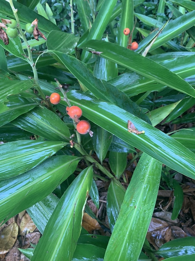 Small Shell Ginger photo 7