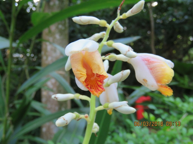 Small Shell Ginger photo 8