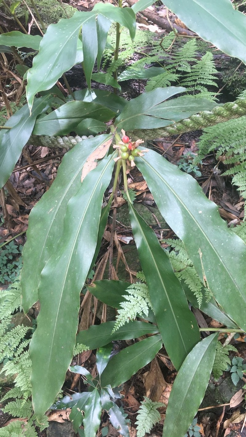 Alpinia nantoensis photo 2