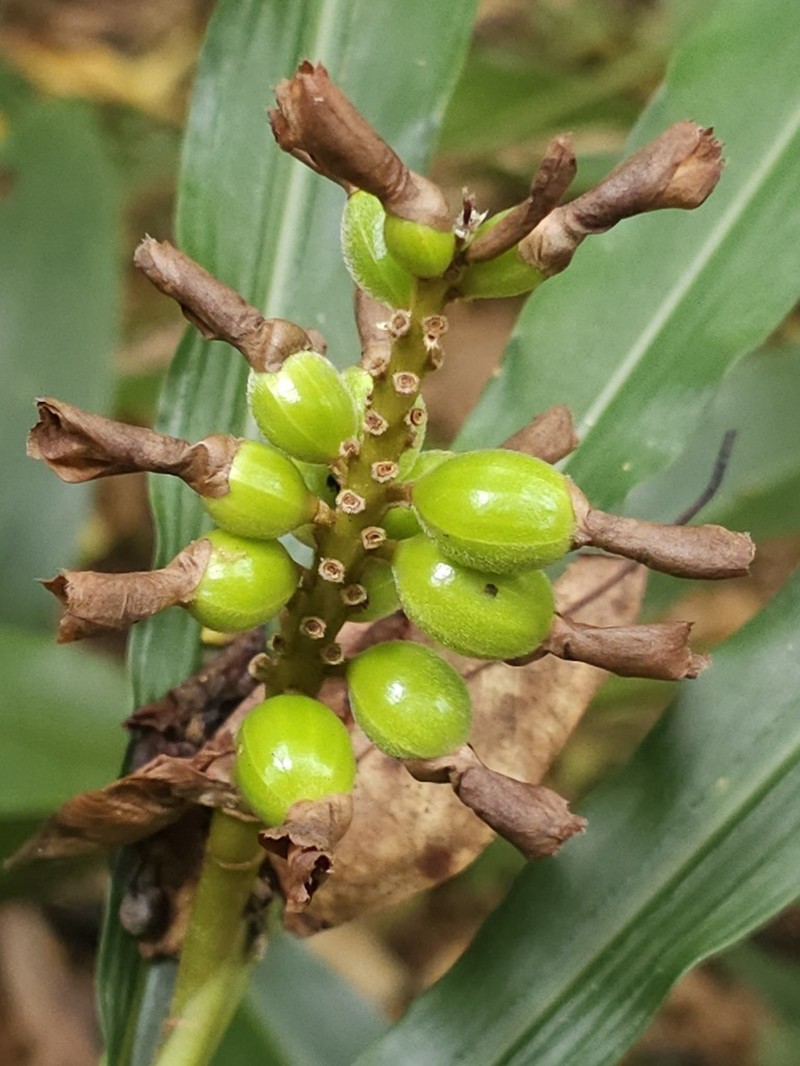 Alpinia nantoensis photo 4