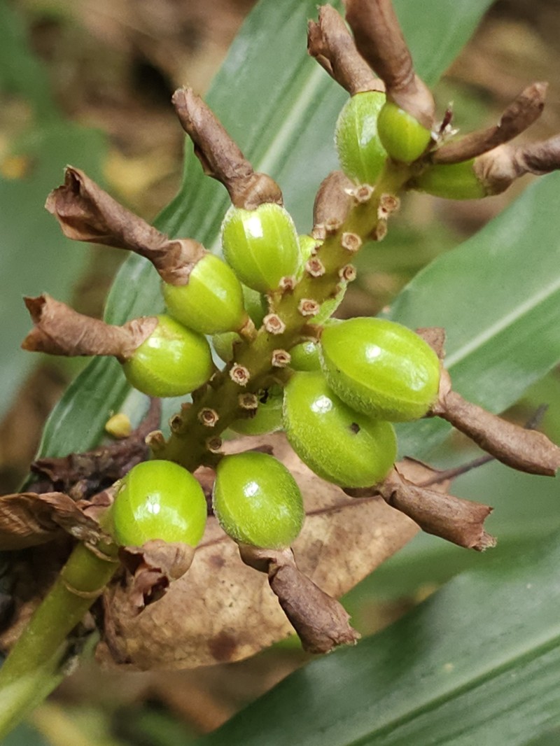 Alpinia nantoensis photo 5