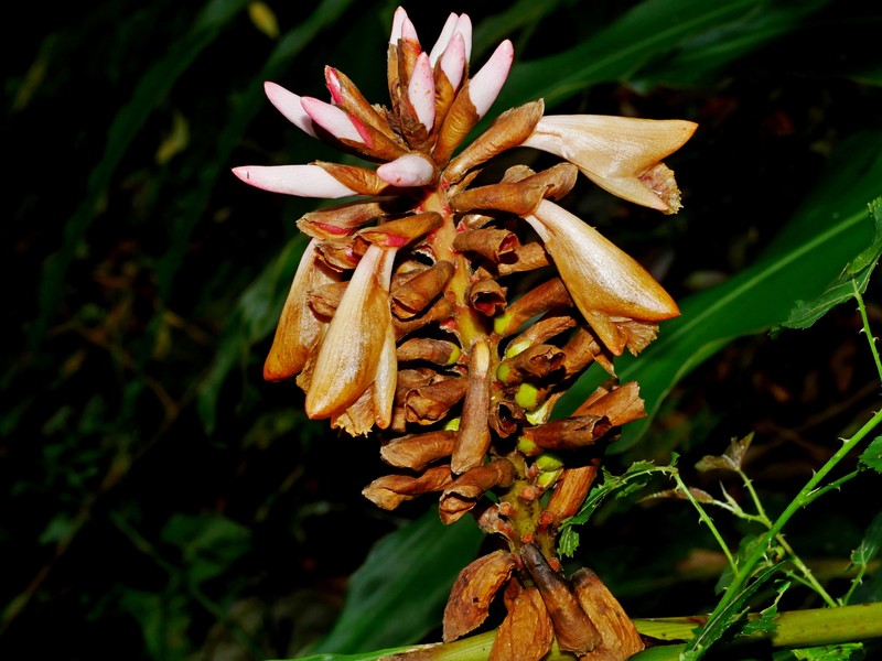 Alpinia nantoensis photo 6