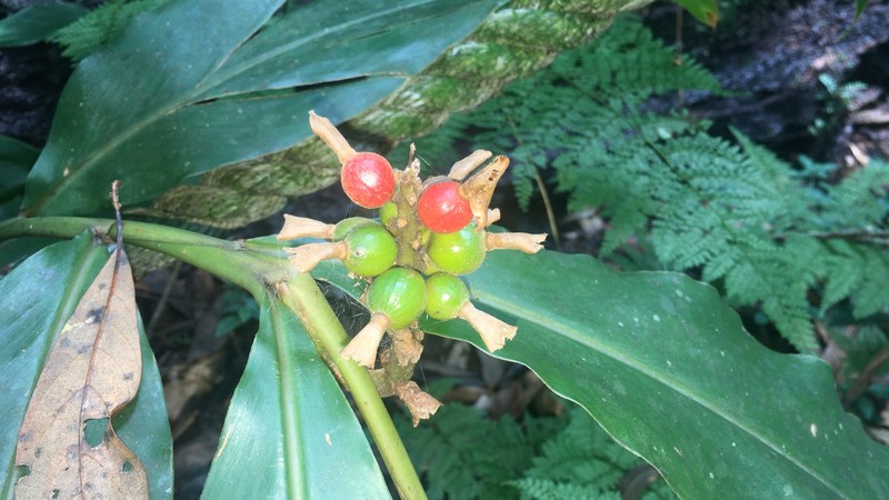 Alpinia nantoensis photo 7