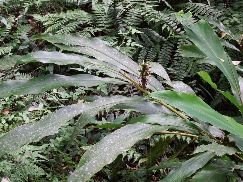Alpinia nantoensis photo 8