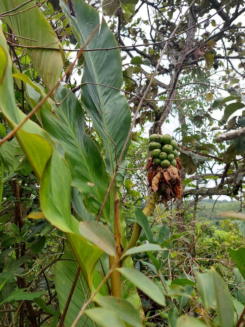 Alpinia nelumboides photo 3