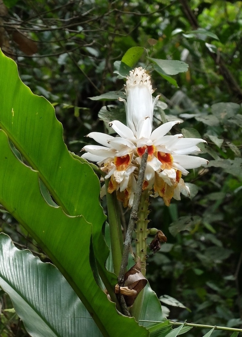 Alpinia nelumboides photo 4