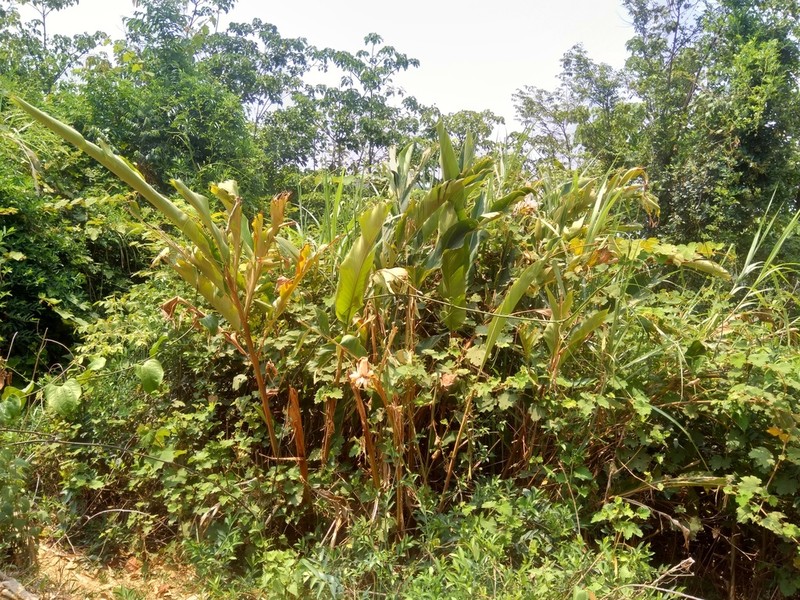 Alpinia nelumboides