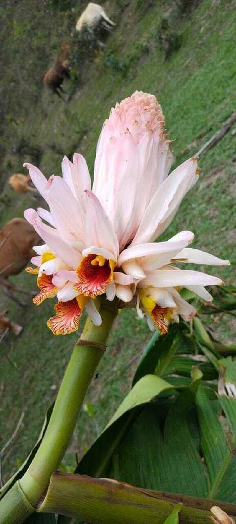 Alpinia nelumboides photo 2