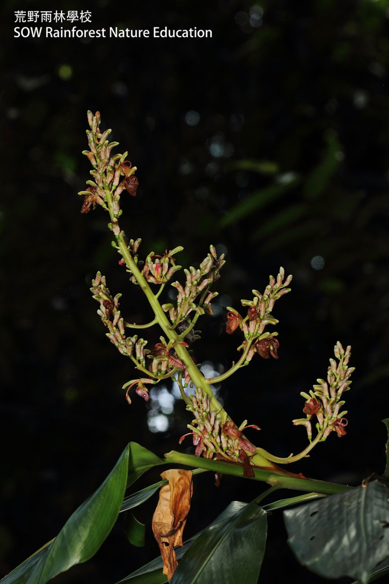 Alpinia nieuwenhuizii