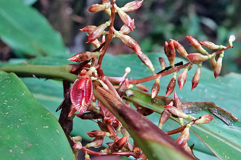 Alpinia nieuwenhuizii photo 3