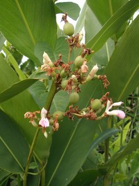 Alpinia nigra