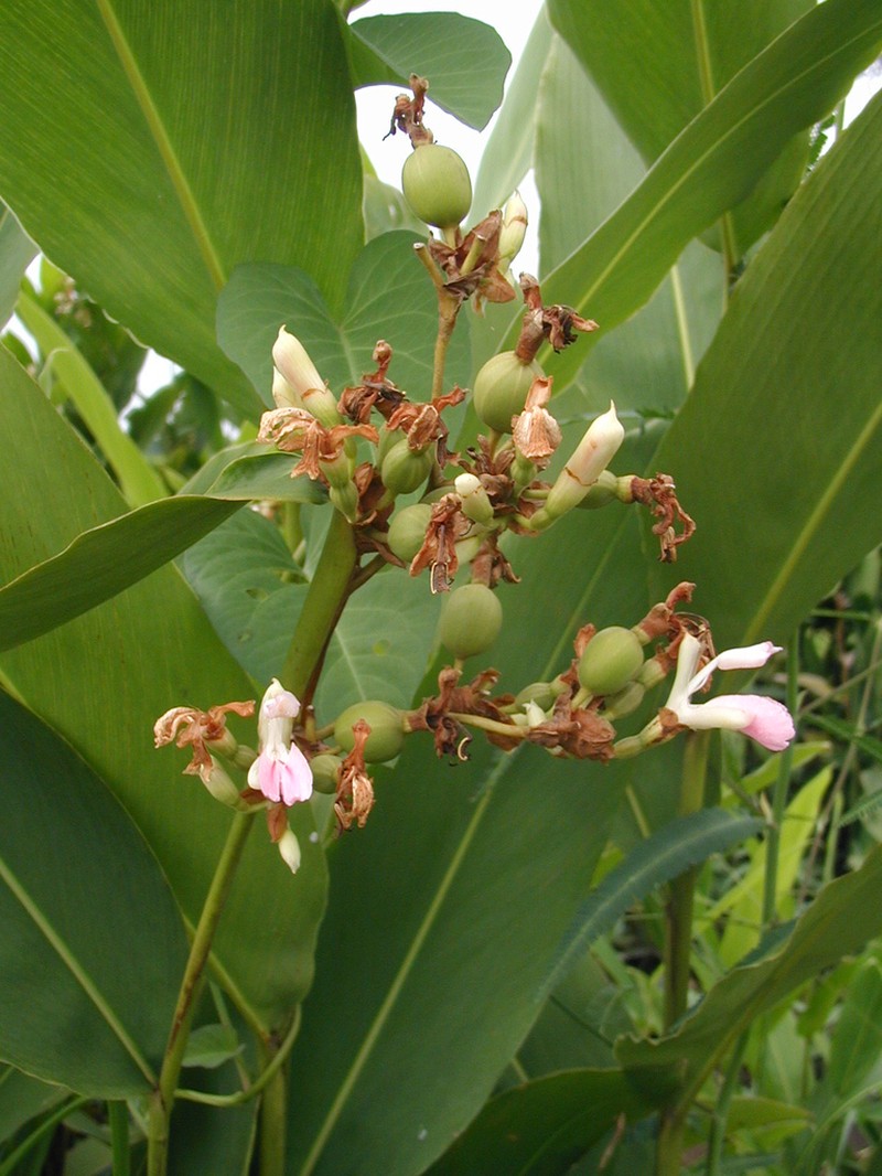 Alpinia nigra
