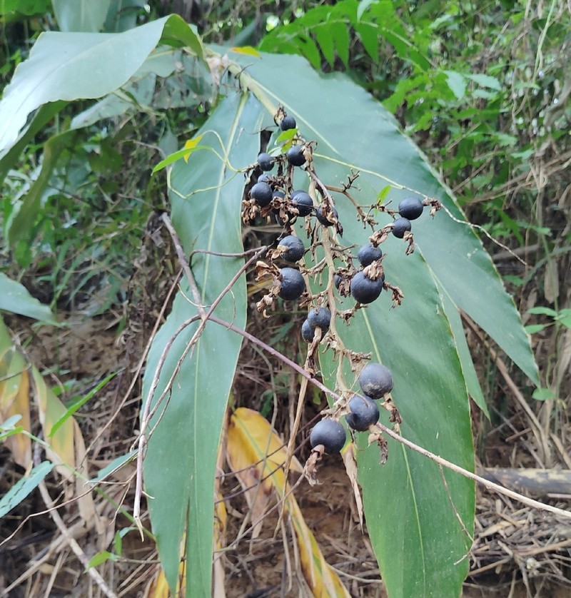 Alpinia nigra photo 2