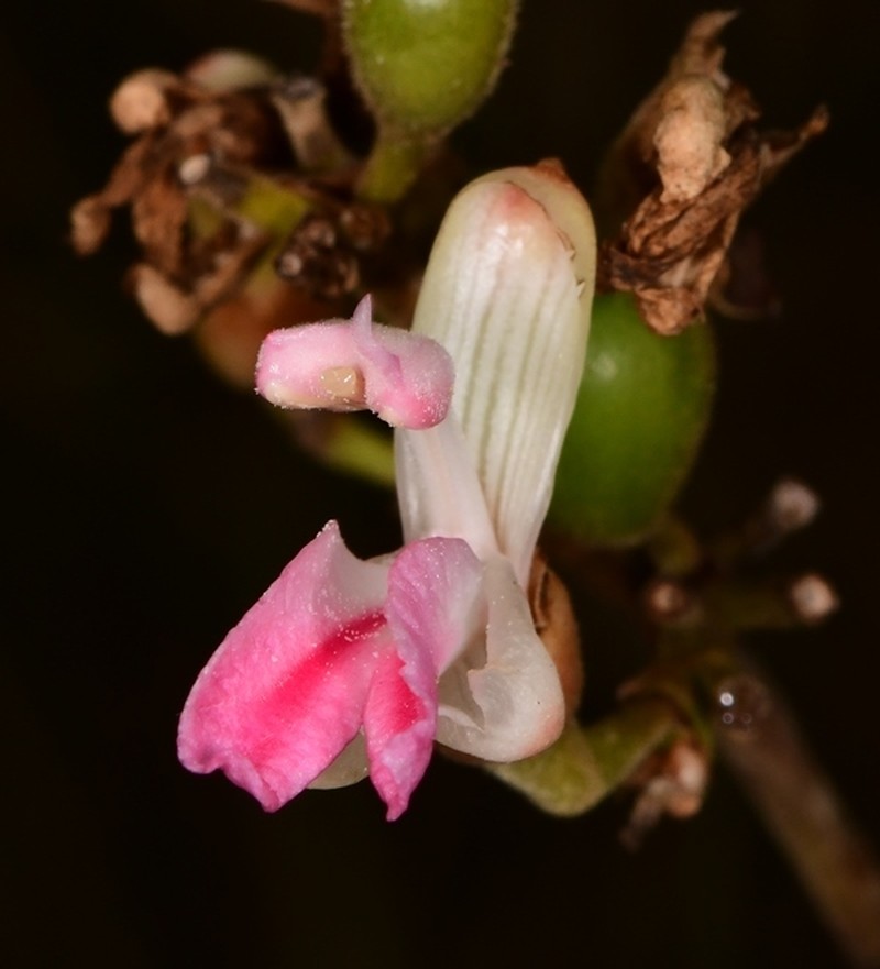 Alpinia nigra photo 3