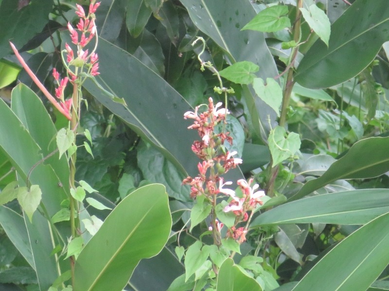 Alpinia nigra photo 4