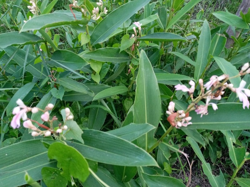 Alpinia nigra photo 6