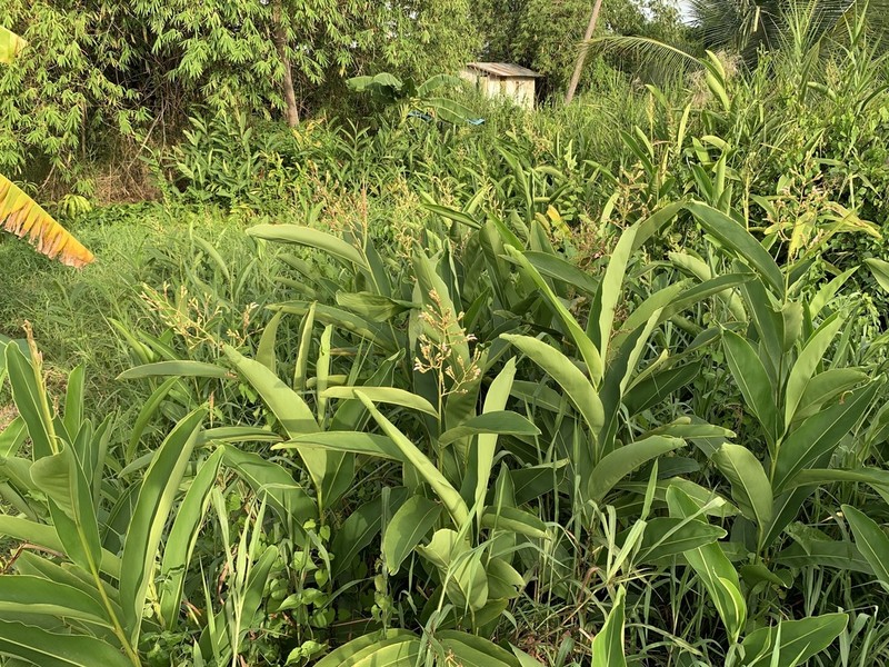 Alpinia nigra photo 7