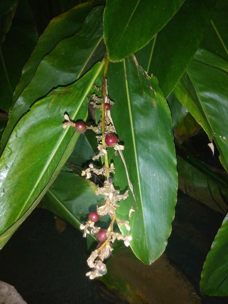 Alpinia nigra photo 8