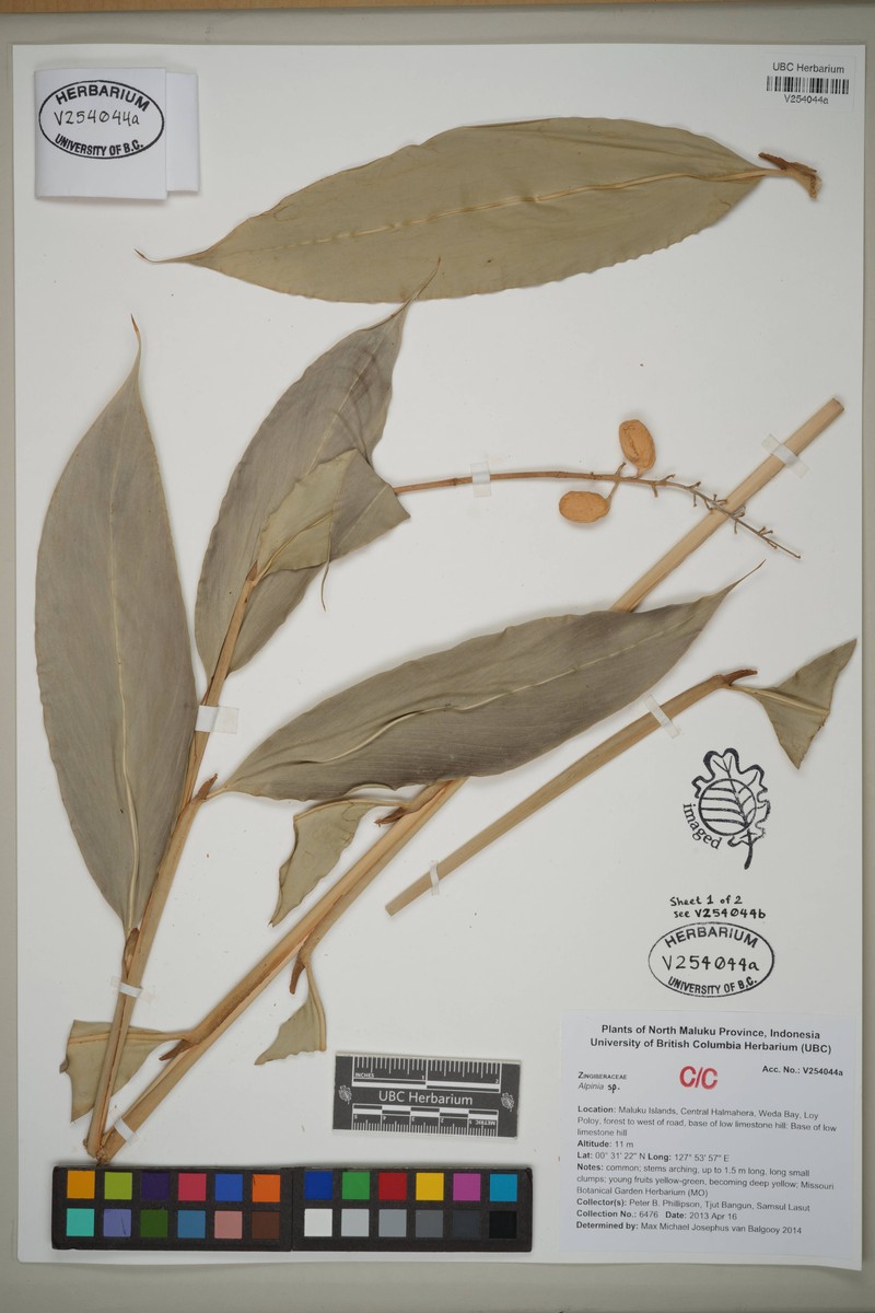 Alpinia novae-pommeraniae