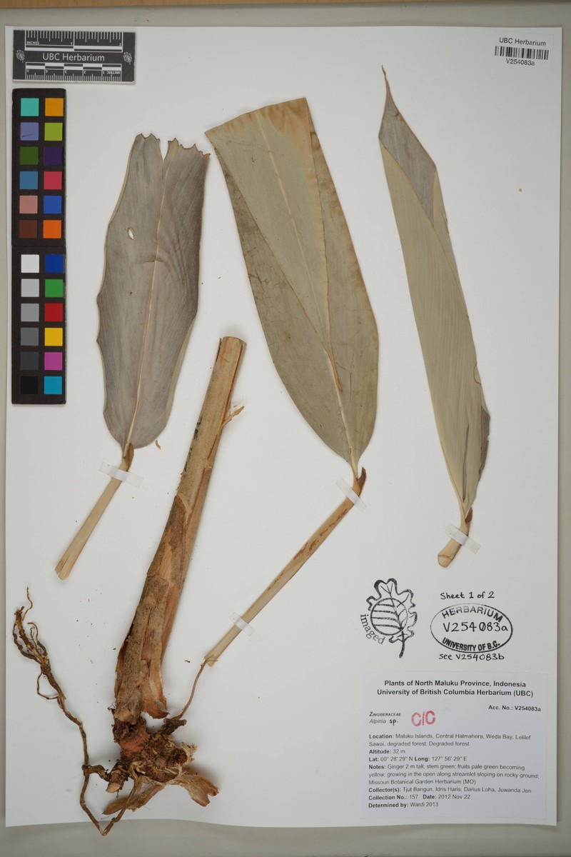 Alpinia novae-pommeraniae photo 2