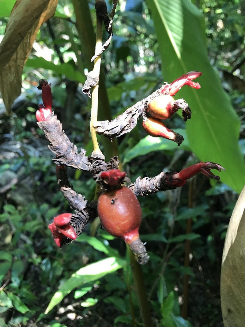 Alpinia nutans photo 2