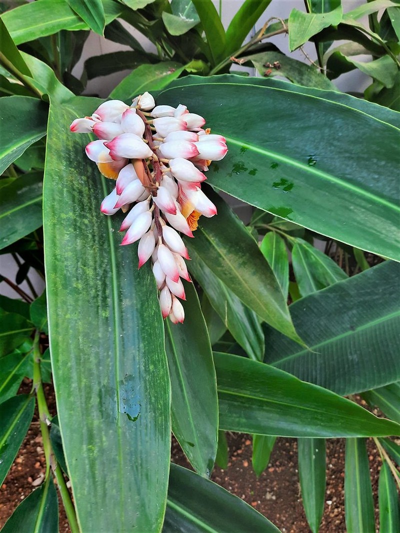 Alpinia nutans photo 3