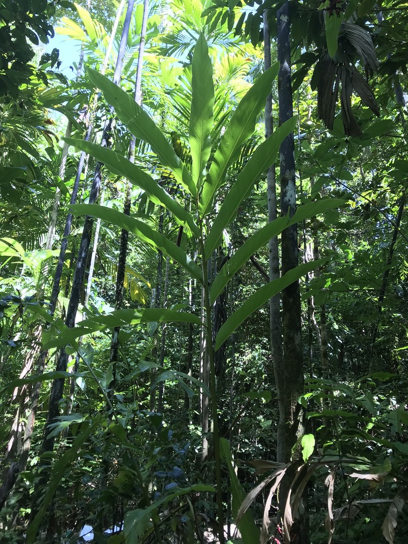 Alpinia nutans photo 4