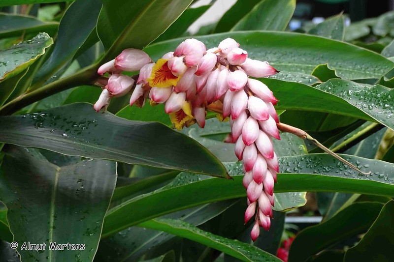 Alpinia nutans photo 5