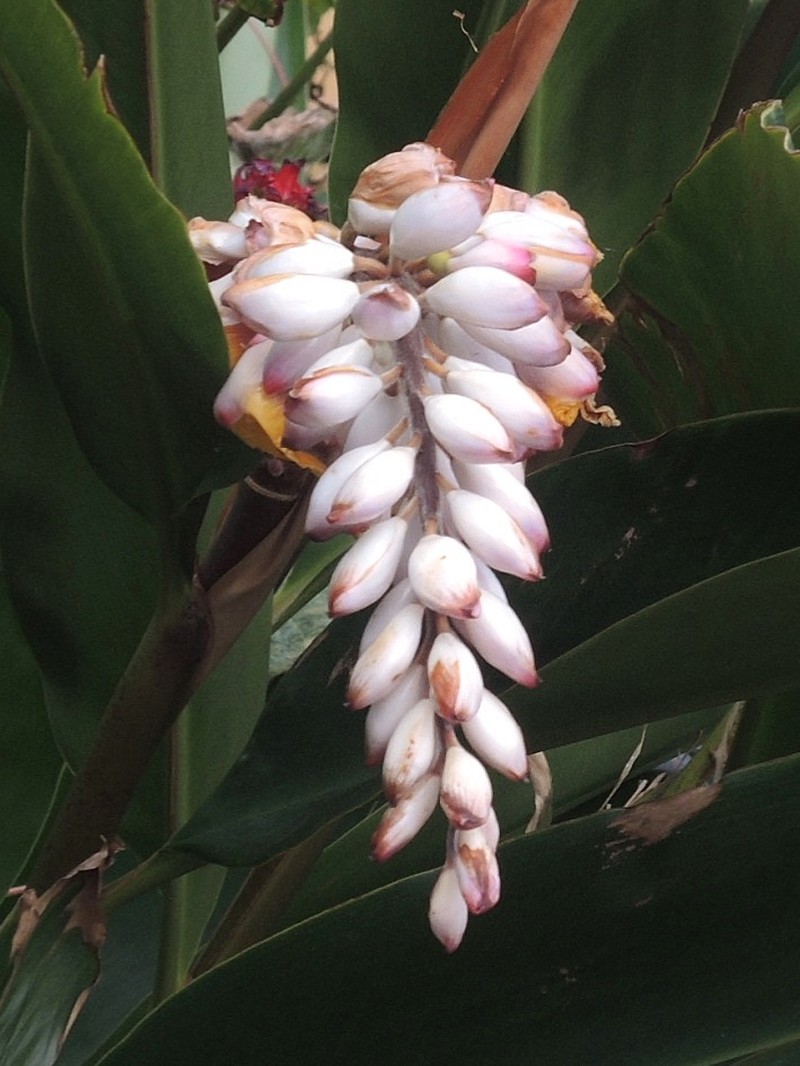 Alpinia nutans photo 6