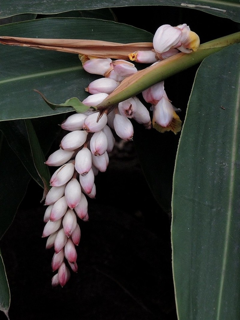 Alpinia nutans photo 7