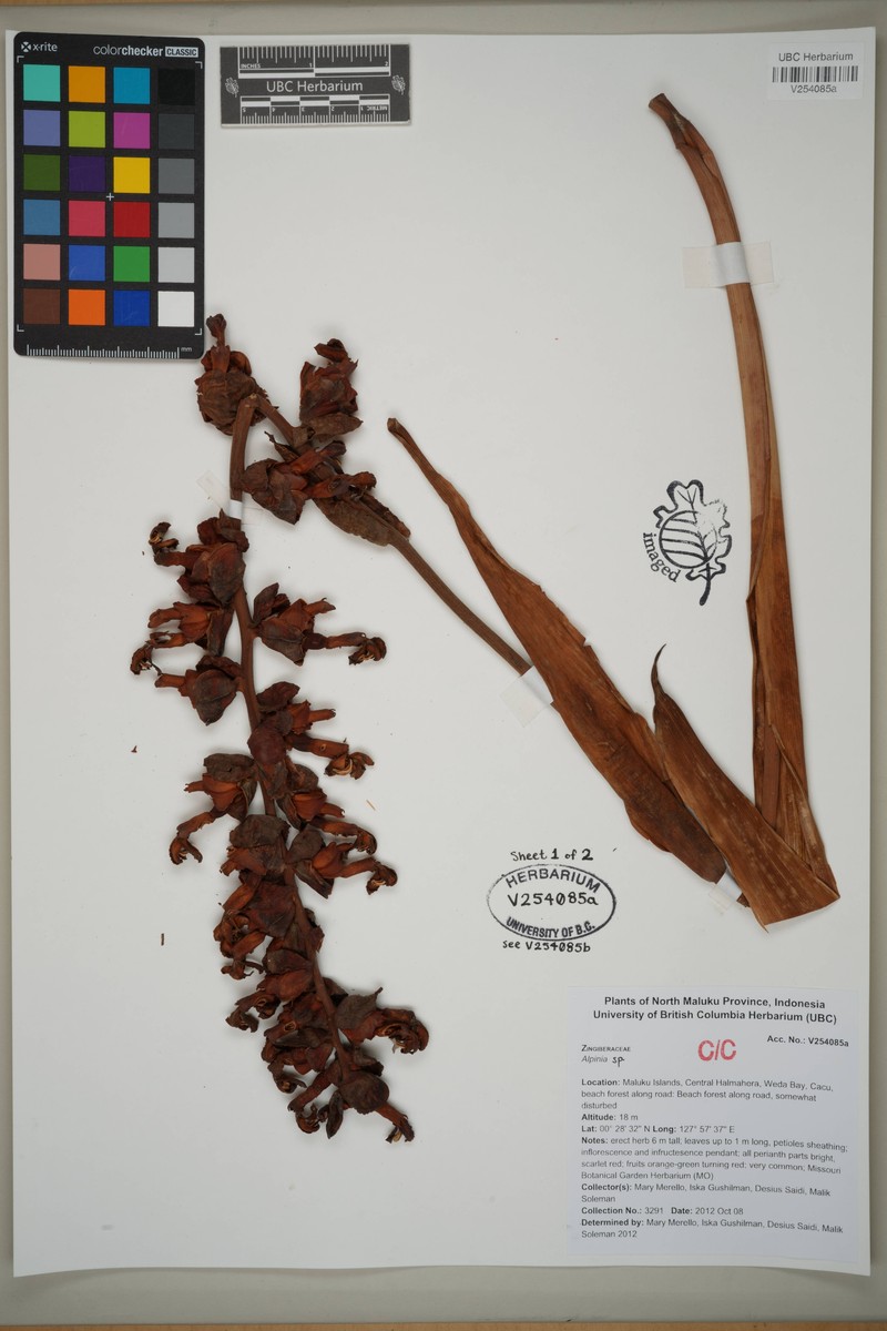 Alpinia nutans photo 8