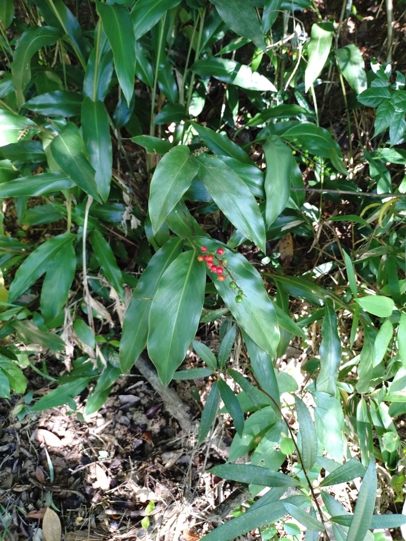 Alpinia oblongifolia