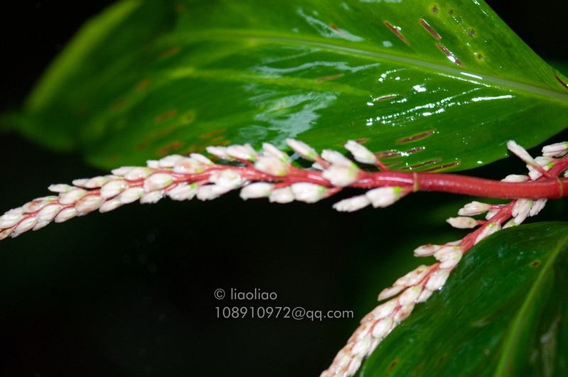 Alpinia oblongifolia photo 2