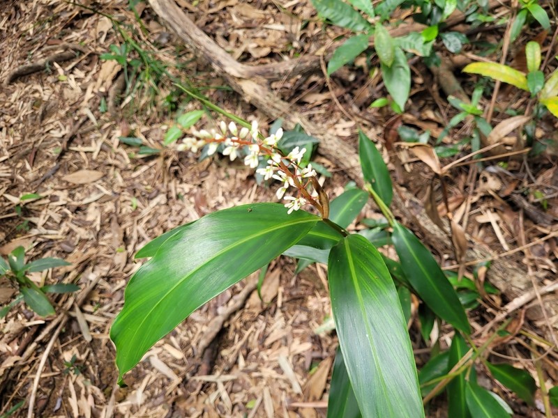 Alpinia oblongifolia photo 3