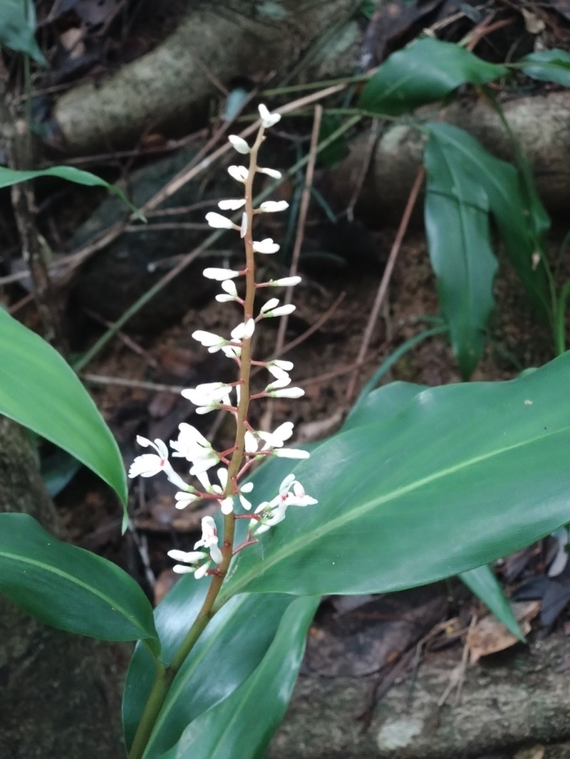 Alpinia oblongifolia photo 4