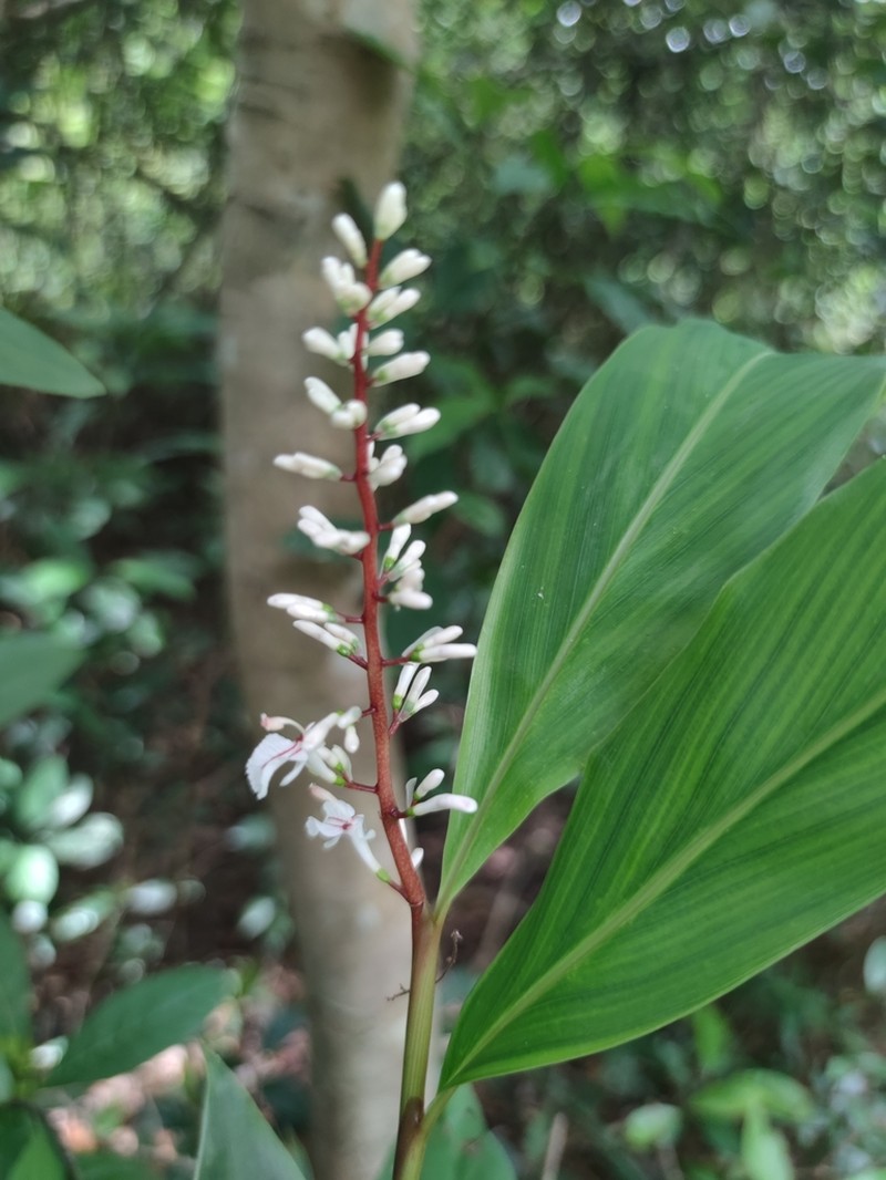 Alpinia oblongifolia photo 5