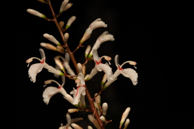 Alpinia oblongifolia photo 6