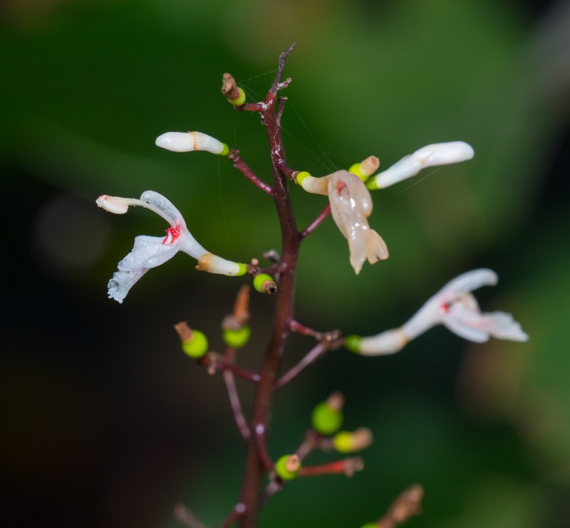Alpinia oblongifolia photo 7