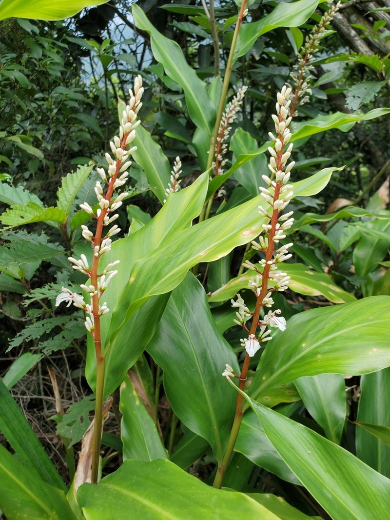 Alpinia oblongifolia photo 8