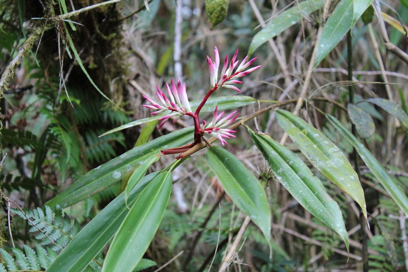 Alpinia odontonema photo 2