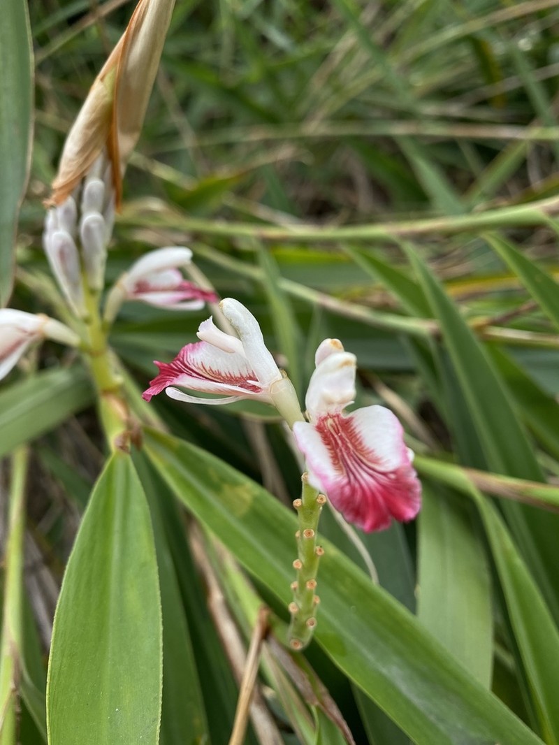 Lesser Galangal photo 2
