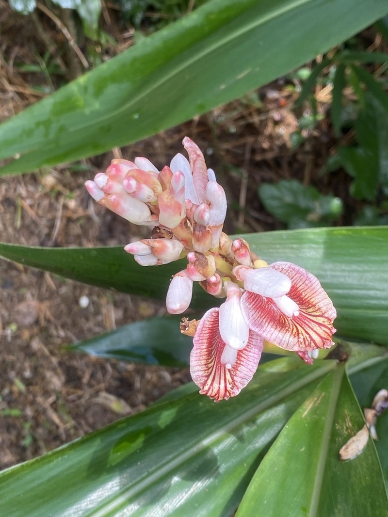 Lesser Galangal photo 3