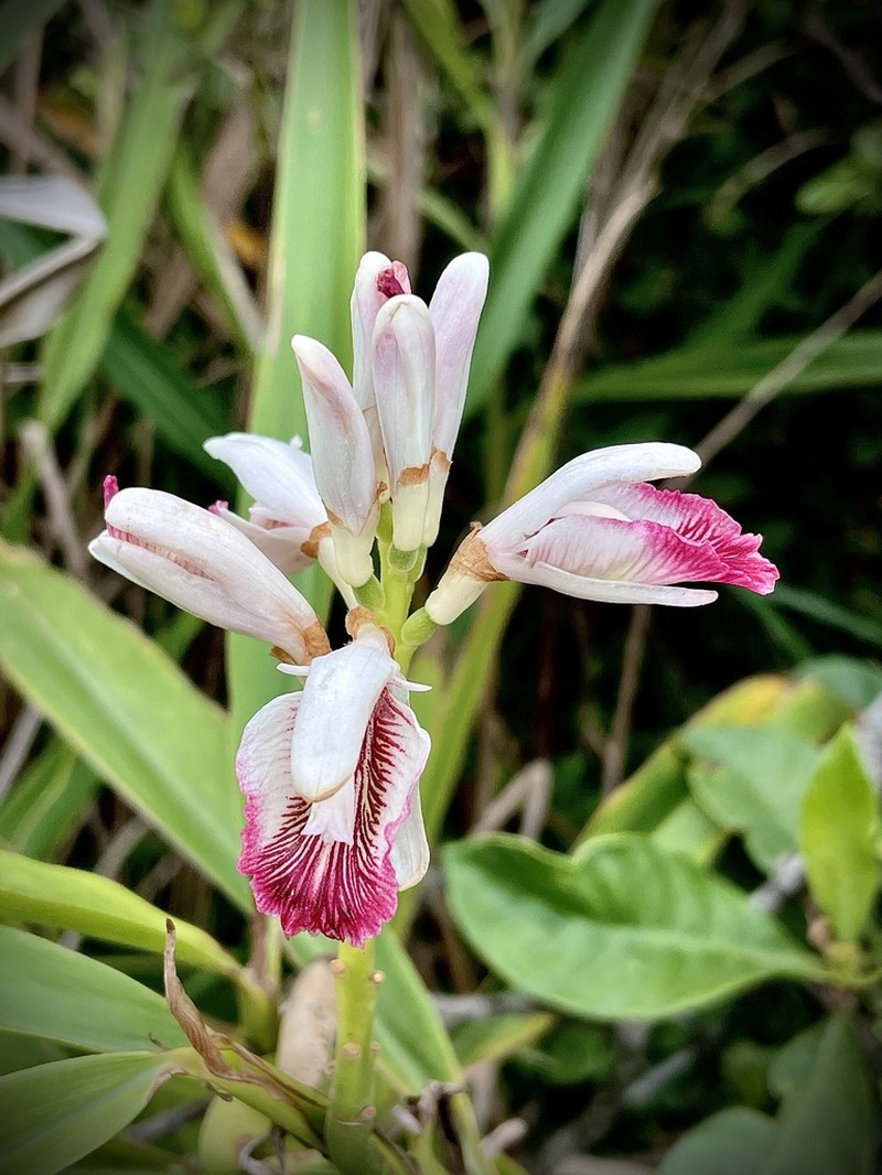 Lesser Galangal photo 4