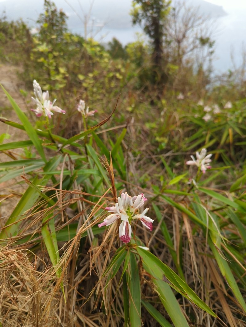 Lesser Galangal photo 5