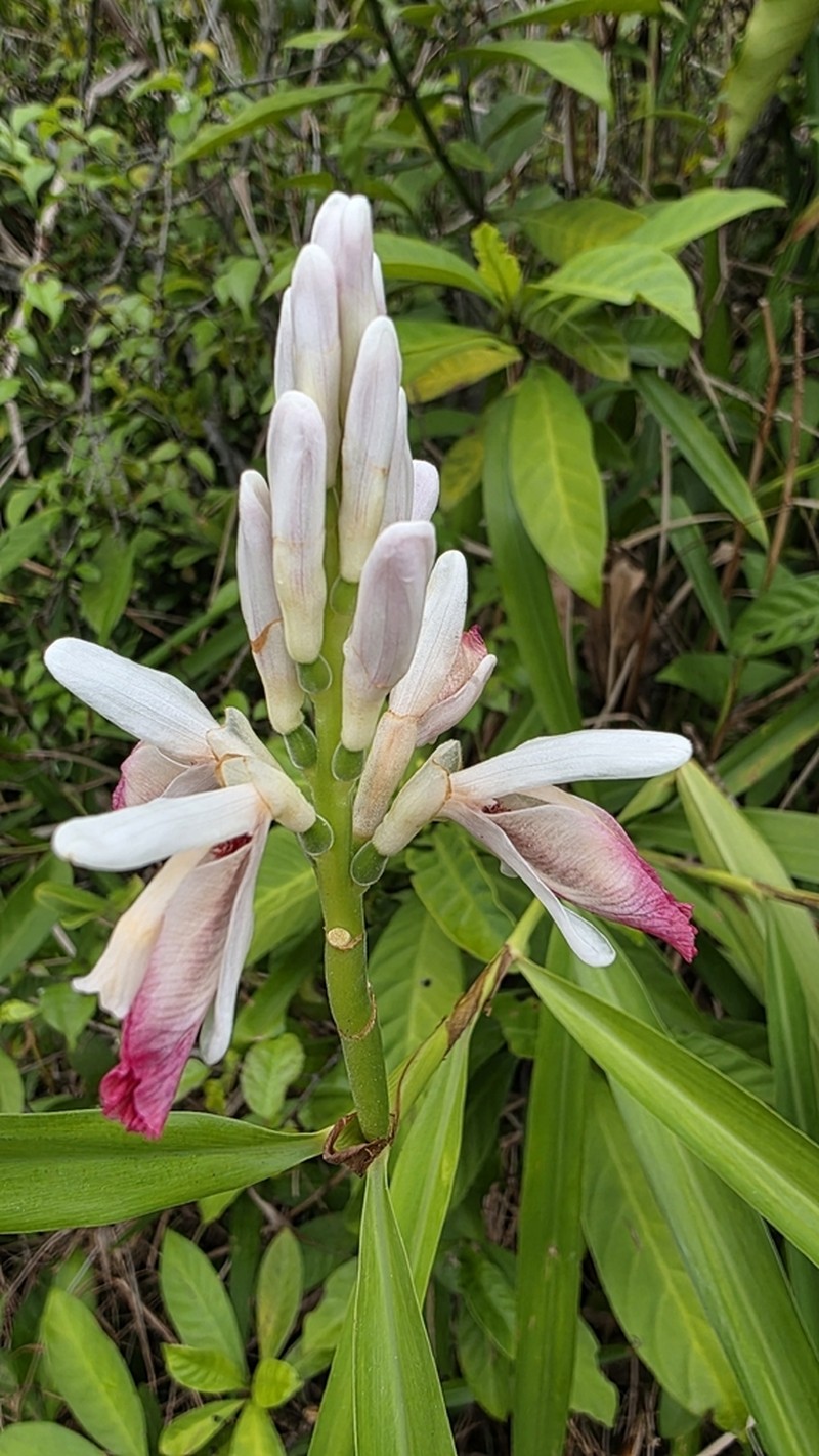 Lesser Galangal photo 6